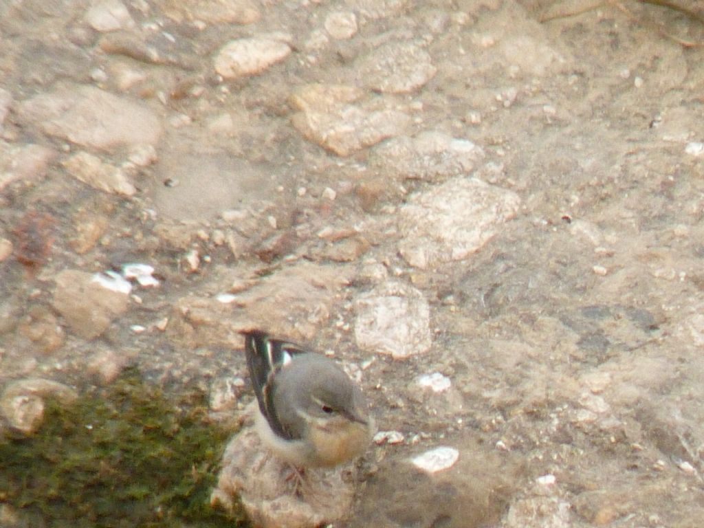 conferma pullus ballerina gialla